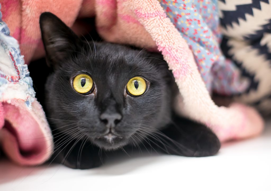 Anxious cat hiding under a blanket