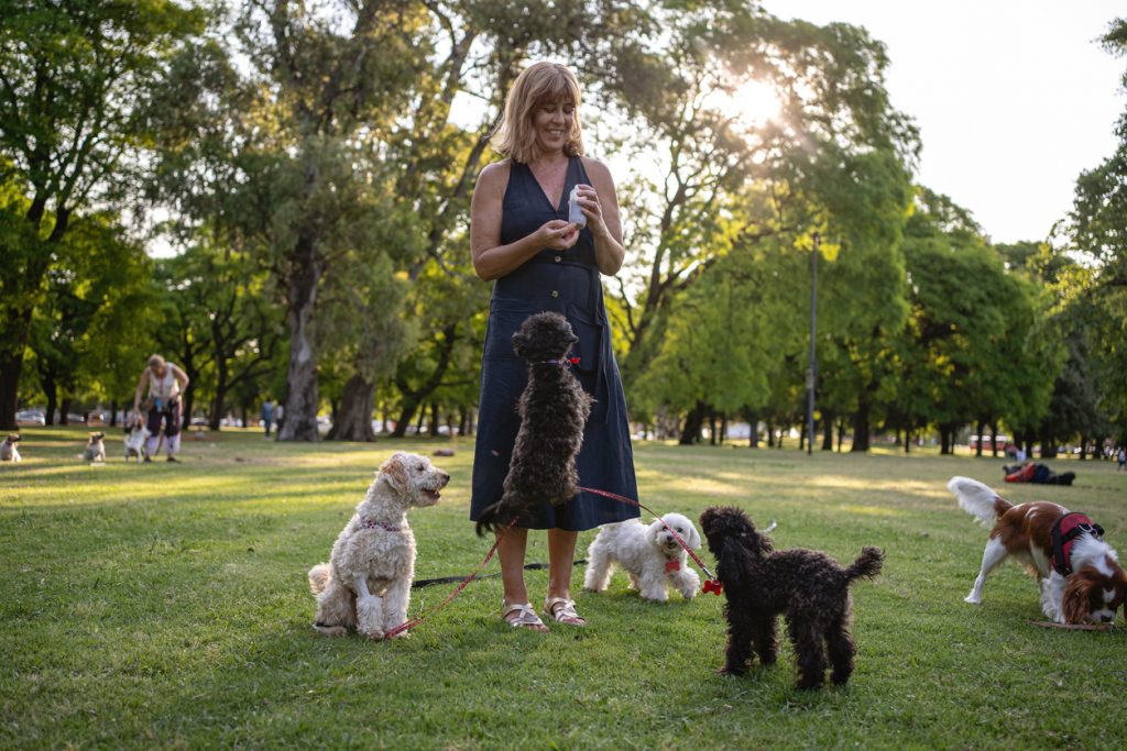 woman feeding CBD dog treats to poodles