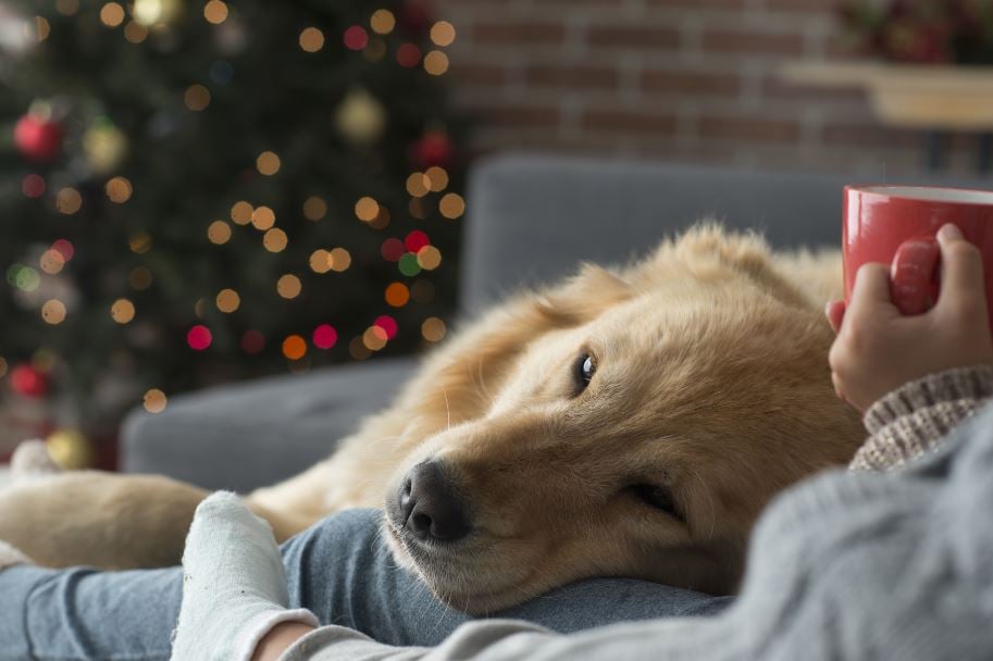 pet laying down on the couch during the winter
