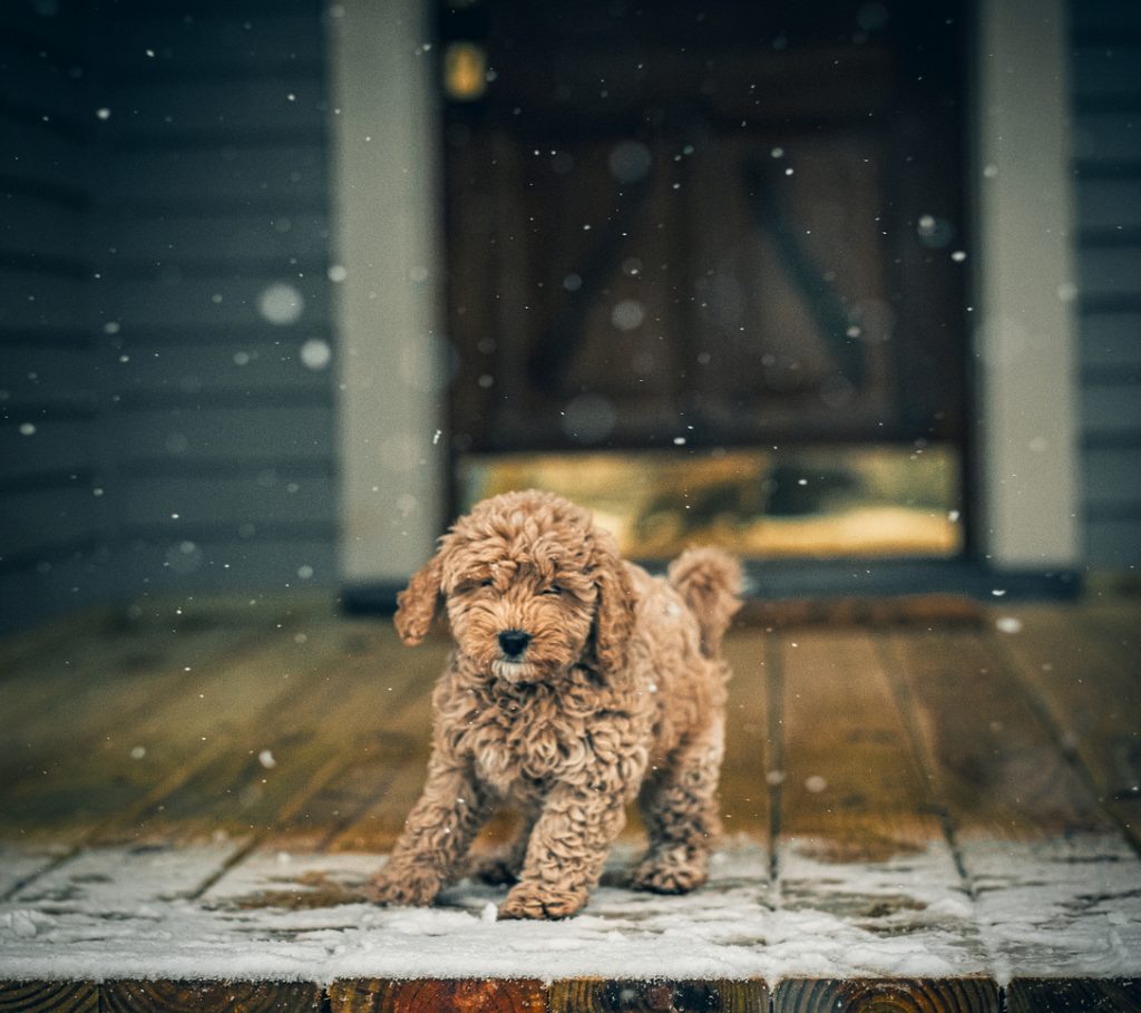 Small dog sliding on a deck with ice and other cold weather hazards