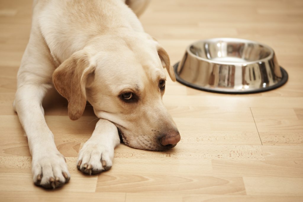 Dog with no appetite laying next to its food bowl