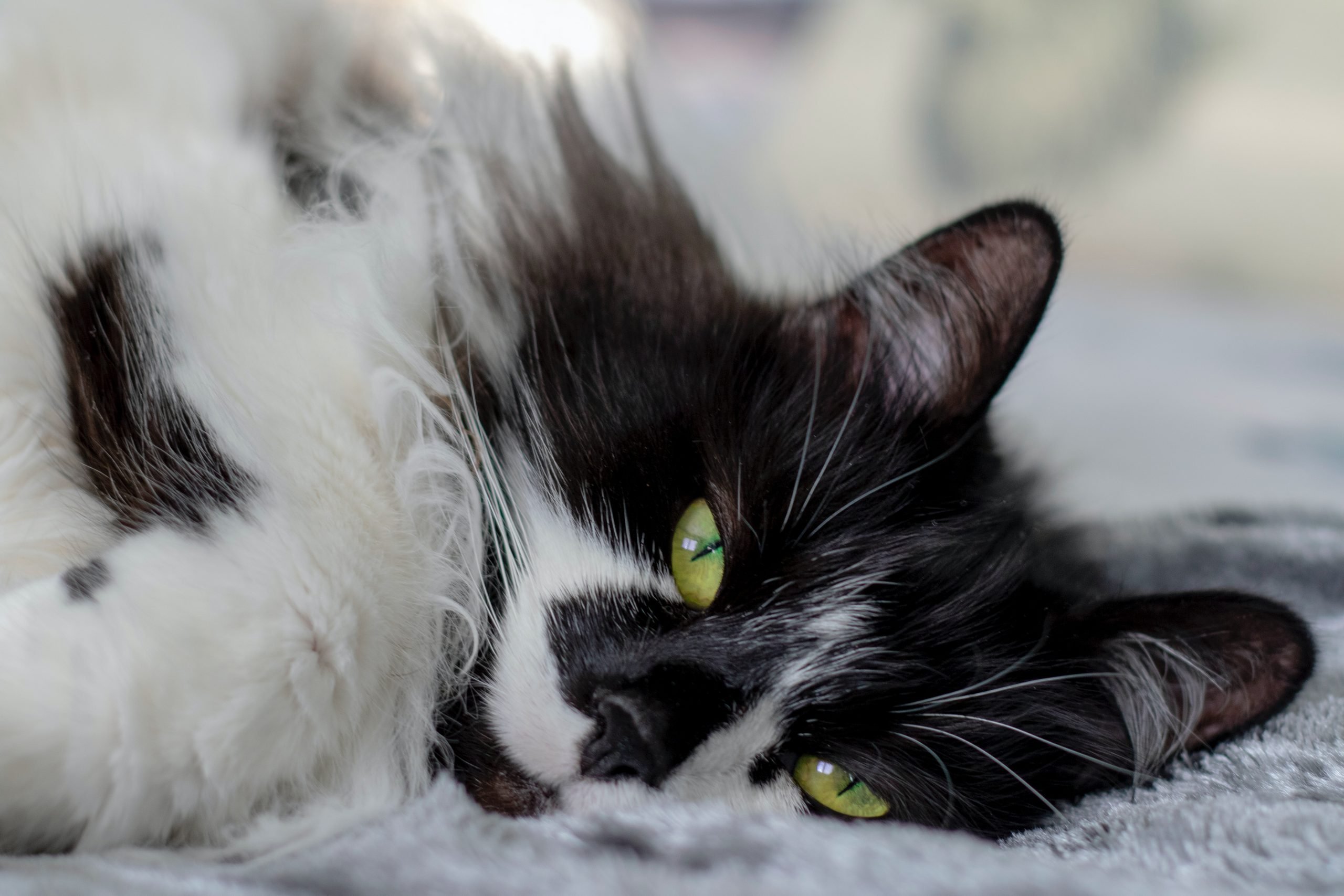 7 Ways to Ease Your Cat's Anxiety Naturally
