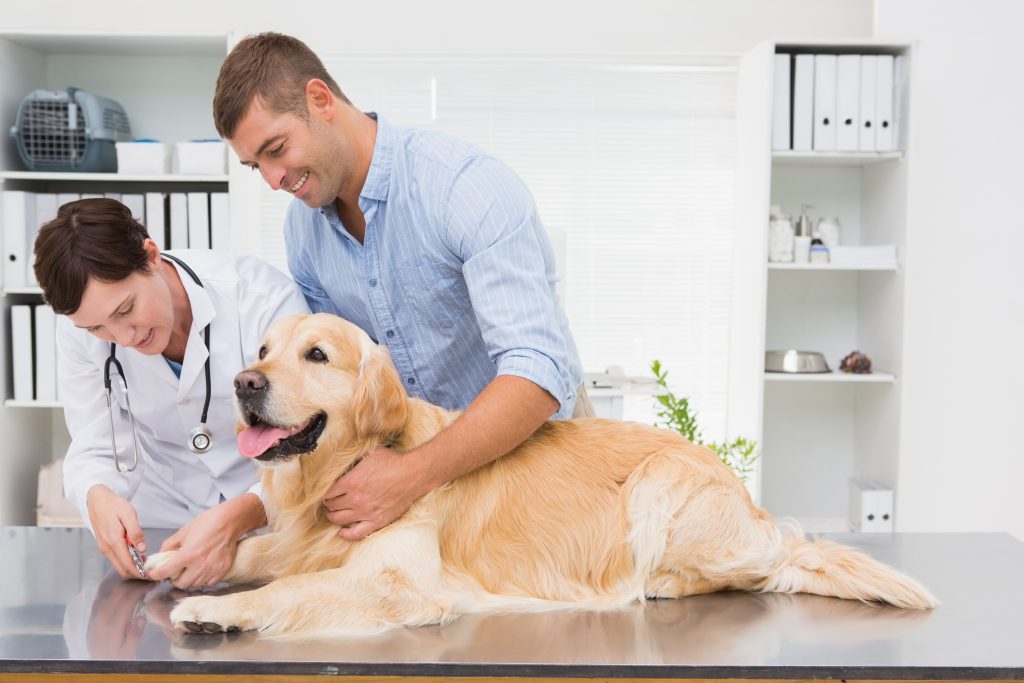 Dog with veterinarian and pet parent