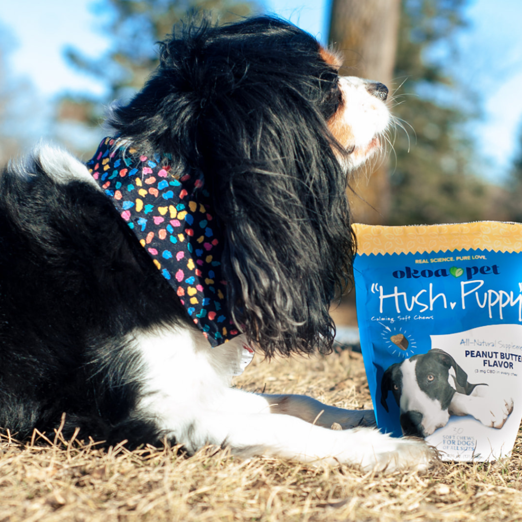 DOG WITH HUSH, PUPPY CALMING TREATS